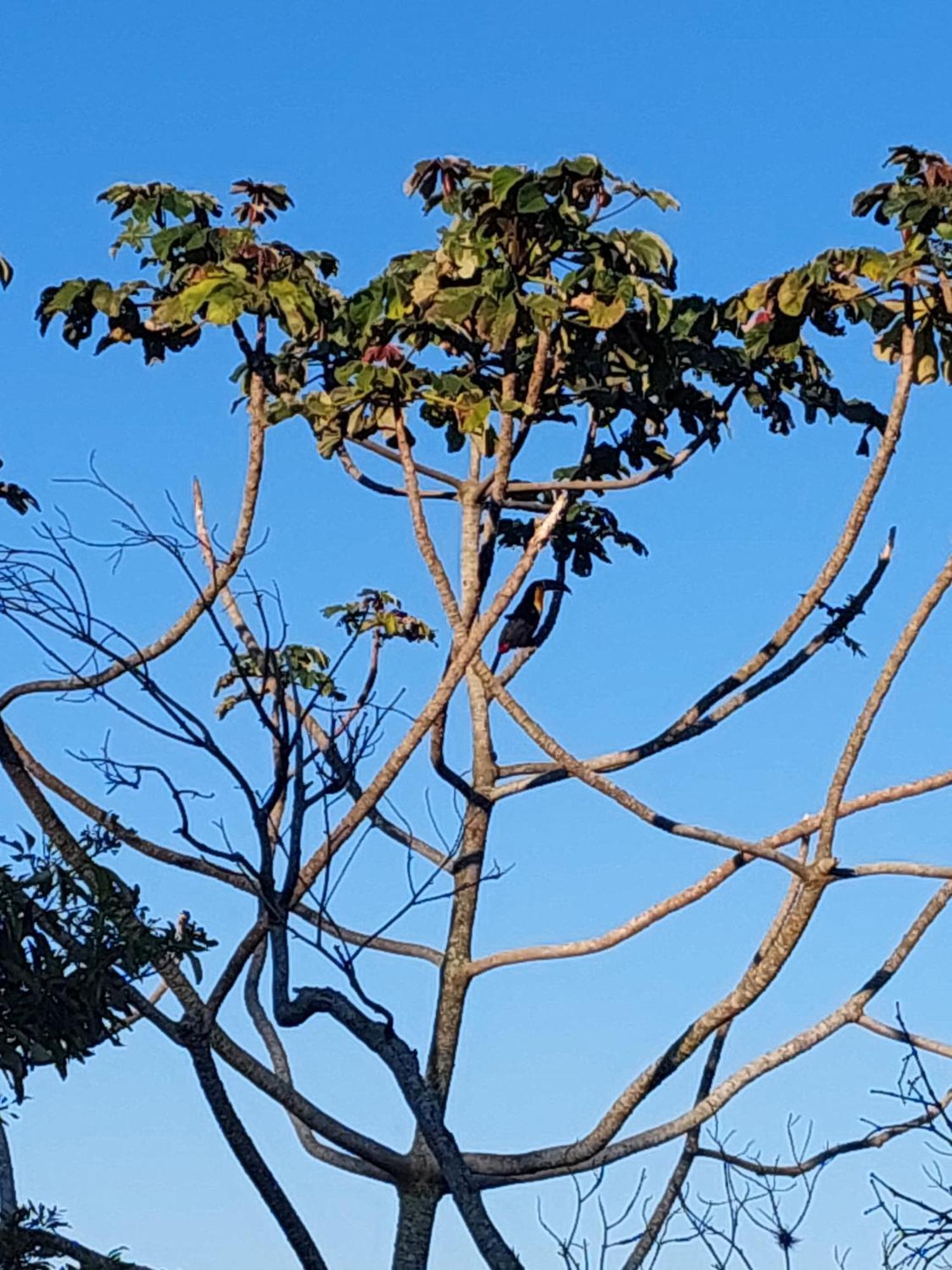 Chale Com Piscina Otel Florianópolis Dış mekan fotoğraf